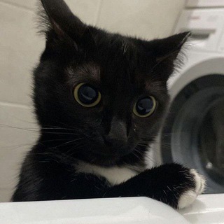 Telegram profile photo for отзывы бабайки