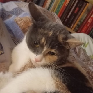 Telegram profile photo for Клетко Барашк