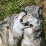 Telegram profile photo for That Silly Wolf
