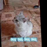 Telegram profile photo for Супер мантожор