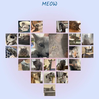 Telegram profile photo for ˚✧₊ົཽ ༚🐾Meow🐾⁺˳✧༚