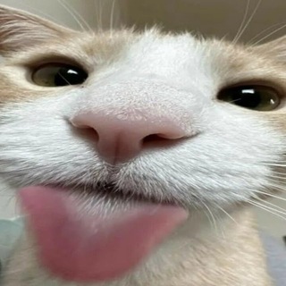 Telegram profile photo for котыспб