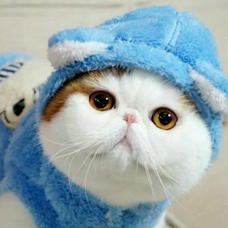 Telegram profile photo for پرشین کت ایرانیان
