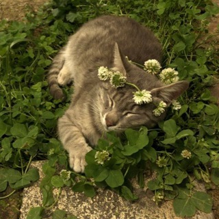 Telegram profile photo for Мысли из Наружности🌾