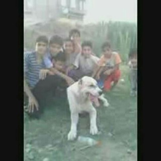 Telegram profile photo for سگهای قهرمان