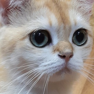 Telegram profile photo for Beautiful cats of Russia. British & Scottish