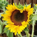 Telegram profile photo for SUNFLOWER 🌻