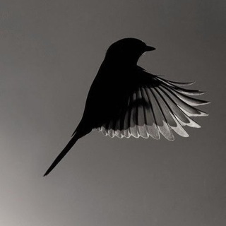 Telegram group profile photo for Requiem Of Sparrow Guys
