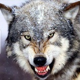 Telegram profile photo for Одиночка