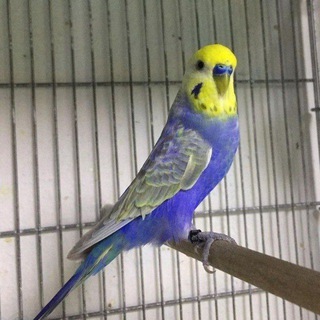 Telegram profile photo for ANDIJON QUSH BOZORI🦜