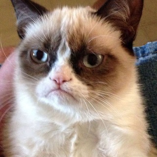 Telegram profile photo for $GRUMPY | Portal