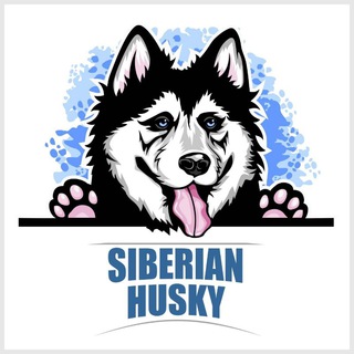 Telegram group profile photo for SIBERIAN HUSKY 🐕🦺❄️
