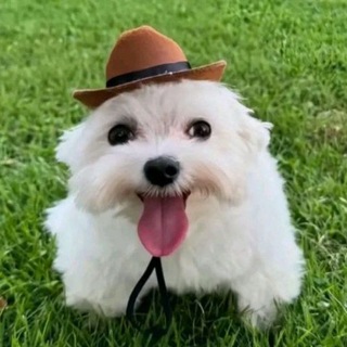 Telegram profile photo for аска прыгает?
