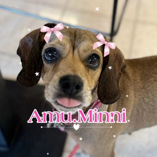 Telegram profile photo for Amu.Minni