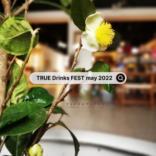 Telegram profile photo for TrueDrinksFEST