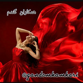 Telegram profile photo for همکاران گندم