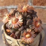 Telegram profile photo for AnSucculent🌼