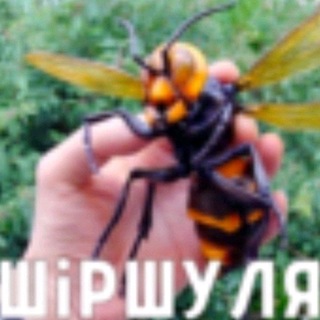 Telegram profile photo for да я кинню.. Lost Code SMP