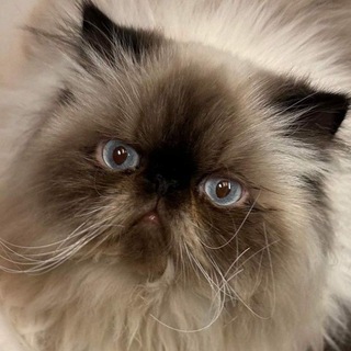Telegram profile photo for поклонение Мишель🗝️