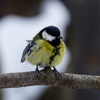Telegram profile photo for Nature_photos1972