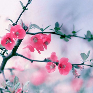 Telegram profile photo for 🌸شکوفایی🌸