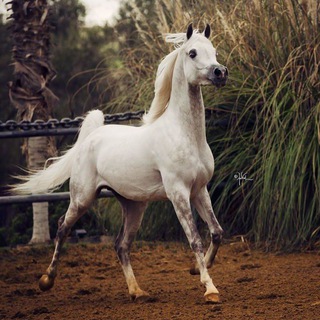 Telegram profile photo for Арабские лошади❤️🐎❤️
