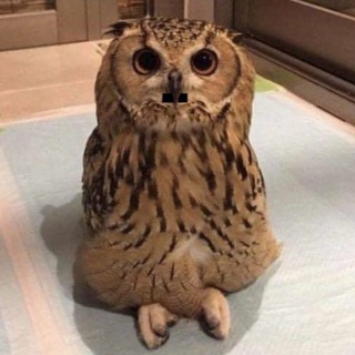 Telegram profile photo for Hootler Portal