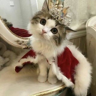 Telegram profile photo for Cute Animals