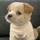 Telegram profile photo for thoughttp