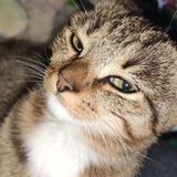 Telegram profile photo for Пушечно