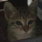 Telegram profile photo for private field