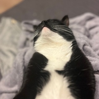 Telegram profile photo for MEME.JPEG