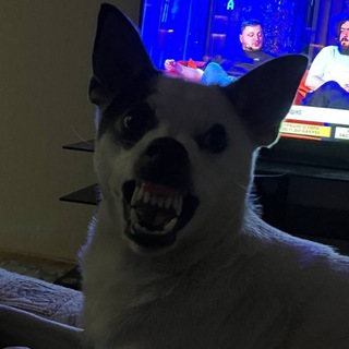 Telegram profile photo for Будка NextWay