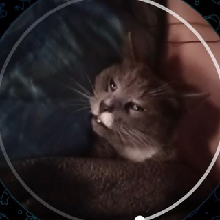Telegram profile photo for DEM