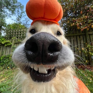 Telegram profile photo for Vintage storаge наличие