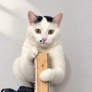Telegram profile photo for Tinow