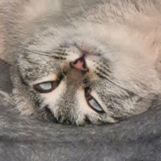 Telegram profile photo for Крис_тос воскрес второй раз