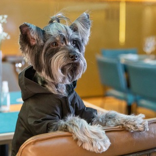 Telegram profile photo for Restoyork