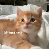 Telegram profile photo for закрыто!! ✶ % 𝗄!𝗍𝗍𝖾𝗇›𝖿𝖺𝗆 !?