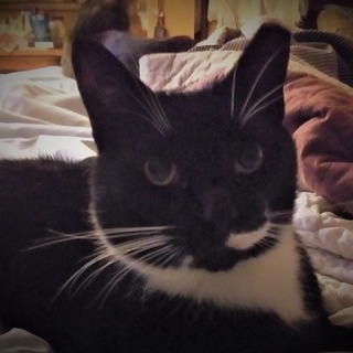 Telegram profile photo for TheQatsMeow😸😺😼