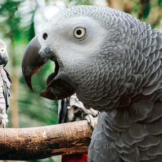 Telegram profile photo for Birb Channel