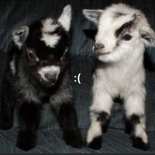 Telegram profile photo for melancholy:(