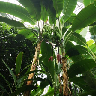 Telegram group profile photo for 🌴 Pflanzenfreunde 🌱🌿 Gießen
