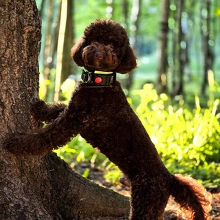 Telegram profile photo for poodle~RICHI