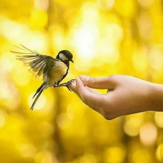Telegram profile photo for كل الوان الحياة