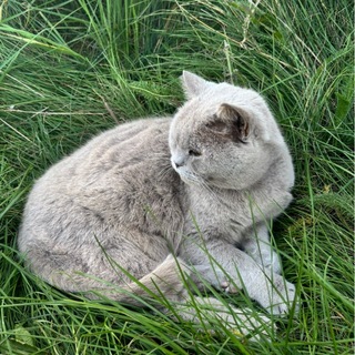 Telegram profile photo for Не Лиза