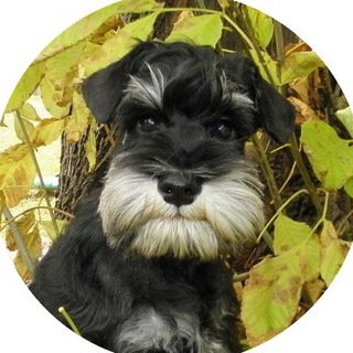 Telegram profile photo for 1-й Собачий!