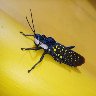 Telegram profile photo for Zoology Discussion Group