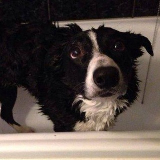 Telegram profile photo for Переходник бордер Колли конфа