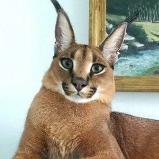 Telegram profile photo for Каракет идёт в мед